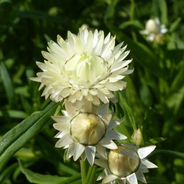 Helichrysum bracteatum monstrosum Creamy White em sementes
