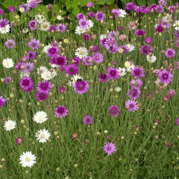 Xeranthemum annuum Mix em sementes