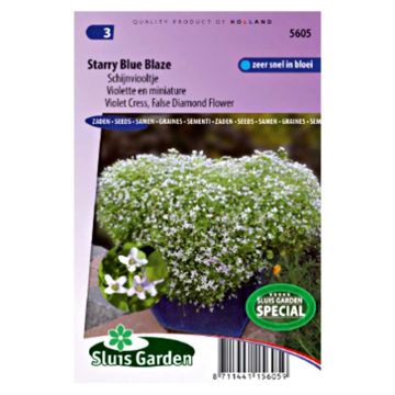 Ionopsidium acaule Starry Blue Blaze em sementes