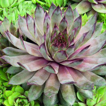 Sempervivum Hippie Chicks em sementes