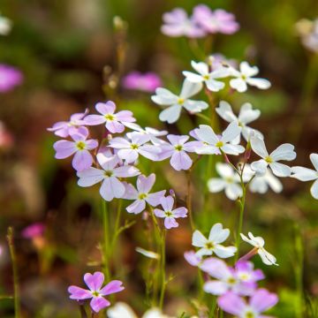 Malcolmia maritima em sementes Malcolmia maritima em sementes