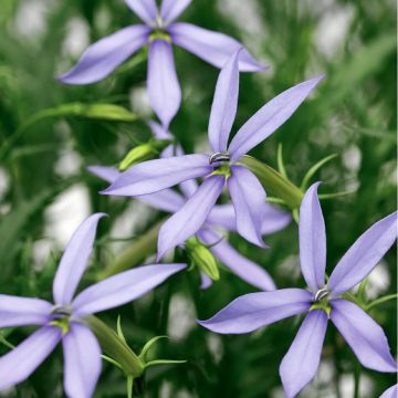 Isotoma axillaris Starshine Blue em sementes - Laurentia