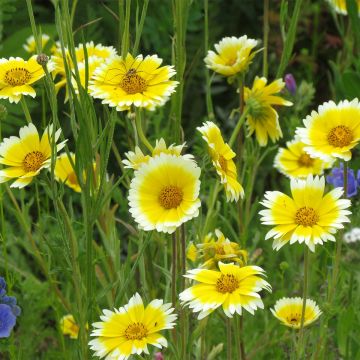 Layia platyglossa Tidy Tips® em sementes
