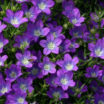 Legousia pentagonia em sementes