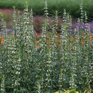 Leonurus sibiricus Alba em sementes