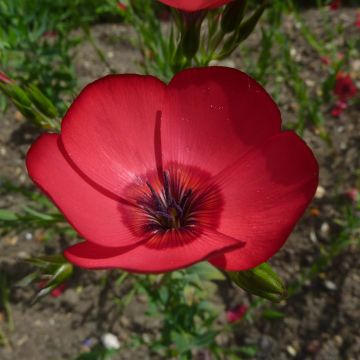 Linum grandiflorum Rubrum em sementes