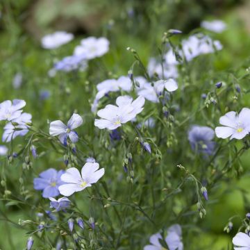 Linum perenne em sementes