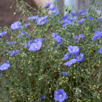 Linum perenne Saphir bleu em sementes