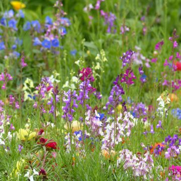 Linaria maroccana Fairy Bouquet mix em sementes
