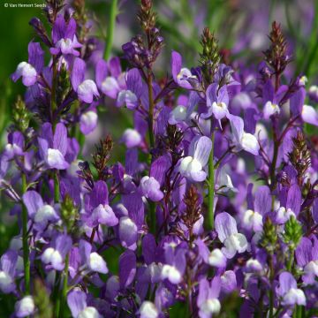 Linaria maroccana Licilia Azure em sementes