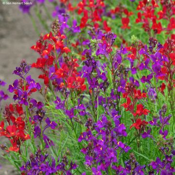 Linaria maroccana Licilia Rhythm & Blues em sementes Linaria maroccana Licilia Rhythm & Blues em sementes