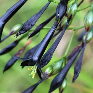 Lisianthus nigrescens em sementes