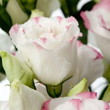 Lisianthus Cessna Rose Picotee III' em sementes