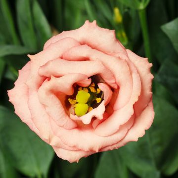 Lisianthus LisAdora Apricot' em sementes