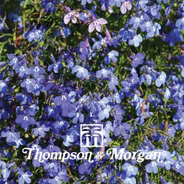 Lobélia erinus pendula Blue Cascade em sementes