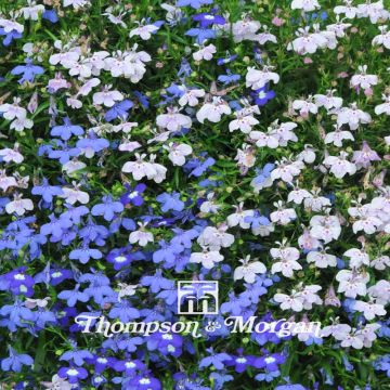 Lobélia erinus String of Pearls em sementes