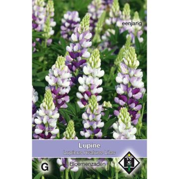 Lupinus Avalune Lilac em sementes