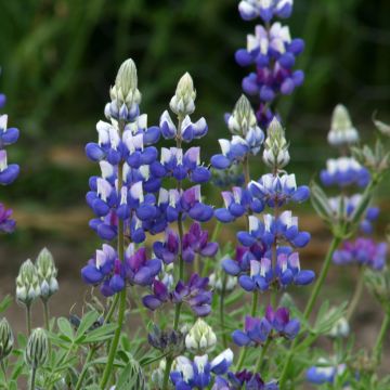 Lupinus nanus em sementes