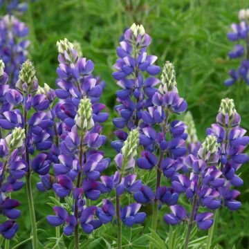 Lupinus Avalune Blue em sementes