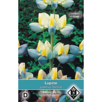 Lupinus Sunrise em sementes