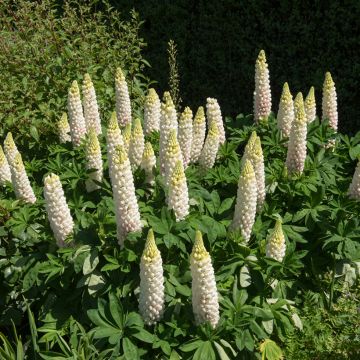 Lupinus Russell Hybrids Noble Maiden em sementes