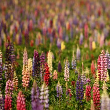 Lupinus Russell Hybrids Mix em sementes