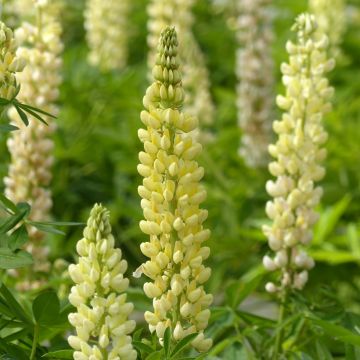Lupinus Chandelier jaune em sementes