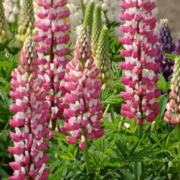 Lupinus La Châtelaine rose blanc em sementes