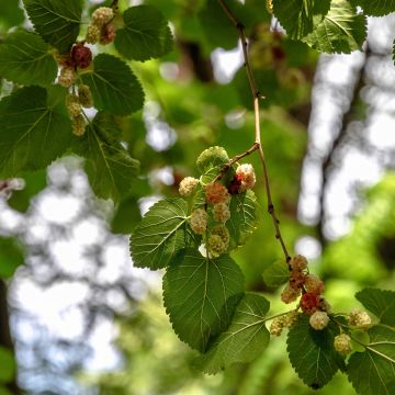 Morus alba em sementes - Amoreira-branca