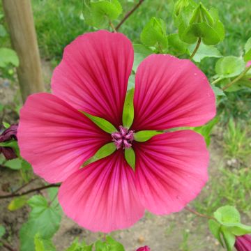 Malope trifida Mix Purple biológico em sementes