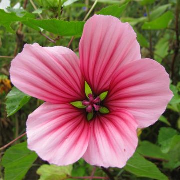 Malope trifida Mixed em sementes
