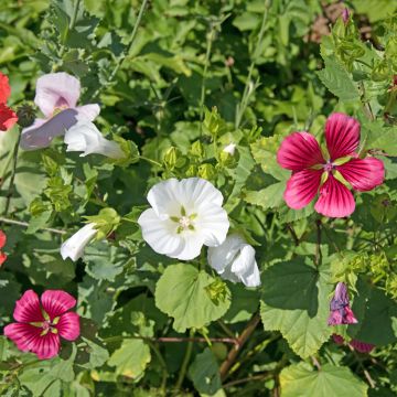 Malope trifida branca em sementes