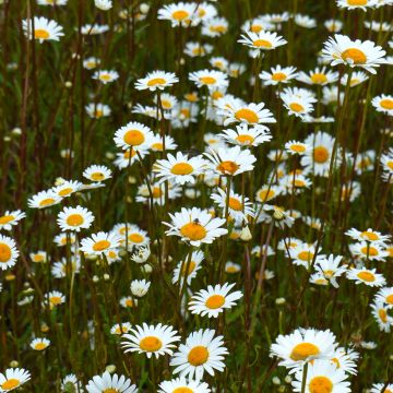 Leucanthemum vulgare em sementes Bio