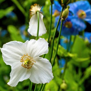 Meconopsis baileyi Alba em sementes