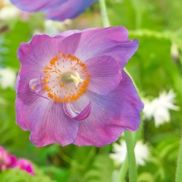 Meconopsis baileyi Hensol Violet em sementes Meconopsis baileyi Hensol Violet em sementes