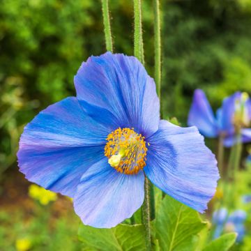 Meconopsis grandis em sementes