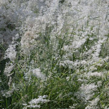Melinis minutiflora Silver Queen em sementes