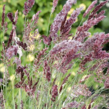 Melinis nerviglumis Karoo Queen em sementes