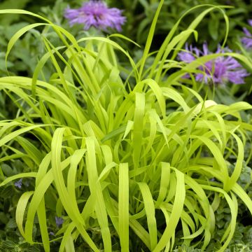Milium effusum Aureum em sementes