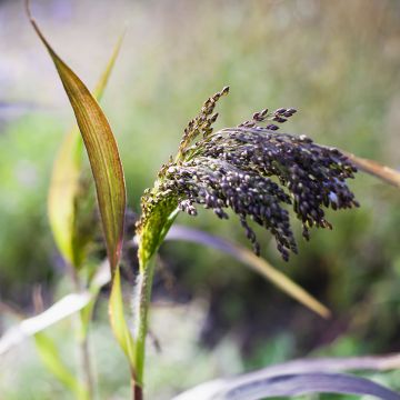 Panicum miliaceum Violaceum em sementes