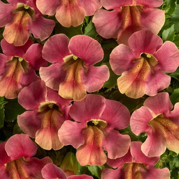 Mimulus Medius F1 Pastel Crimson em sementes