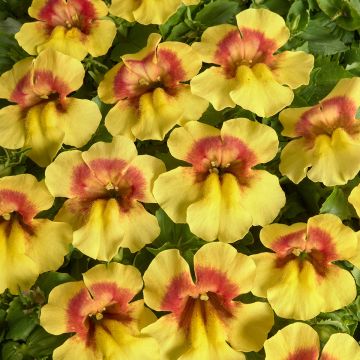 Mimulus Medius F1 Yellow Bicolour em sementes