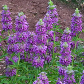 Monarda citriodora subsp. austromontana Bees Favourite em sementes