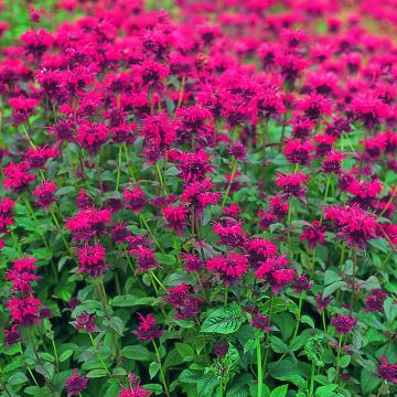 Monarda didyma Panorama Red Shades em sementes