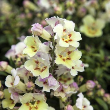 Antirrhinum Antiquity Lemon em sementes