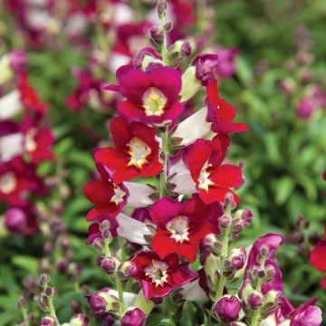 Antirrhinum Antiquity Red Bicolour em sementes