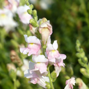 Antirrhinum Appleblossom em sementes - Boca-de-lobo