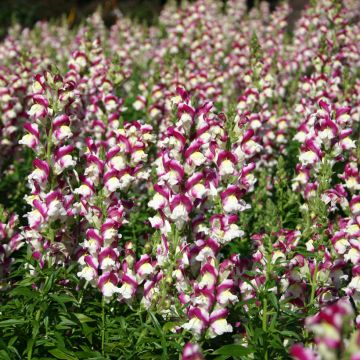 Antirrhinum Cherry Twist em sementes