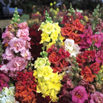 Antirrhinum Double Madame Butterfly Mixed em sementes