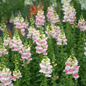 Antirrhinum Appleblossom em sementes